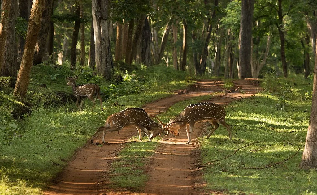 Spotted Deer fighting in the reserve