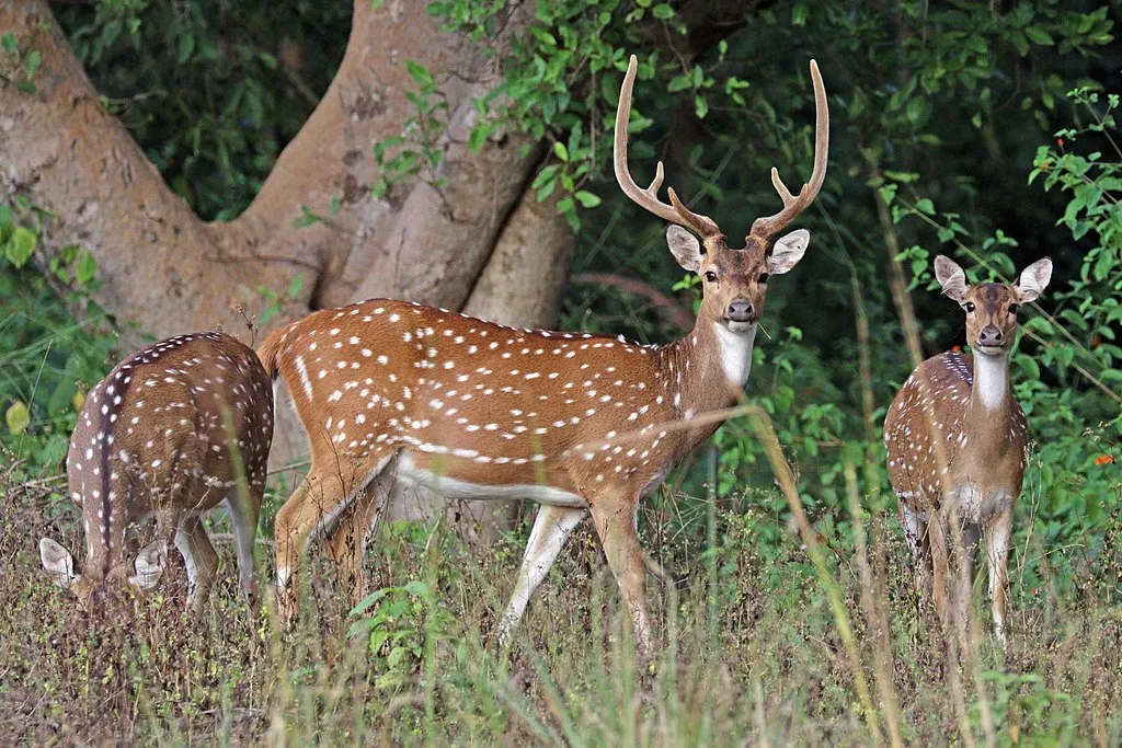 A beautiful Spotted deer