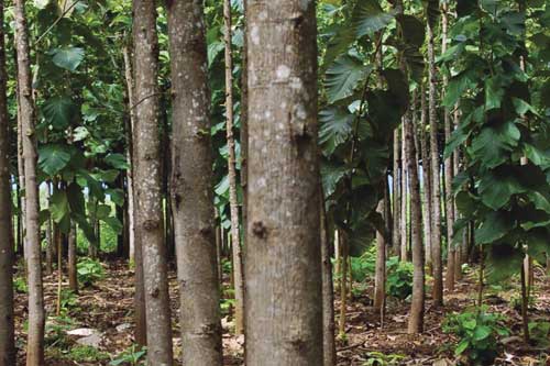 Teak tree plantation