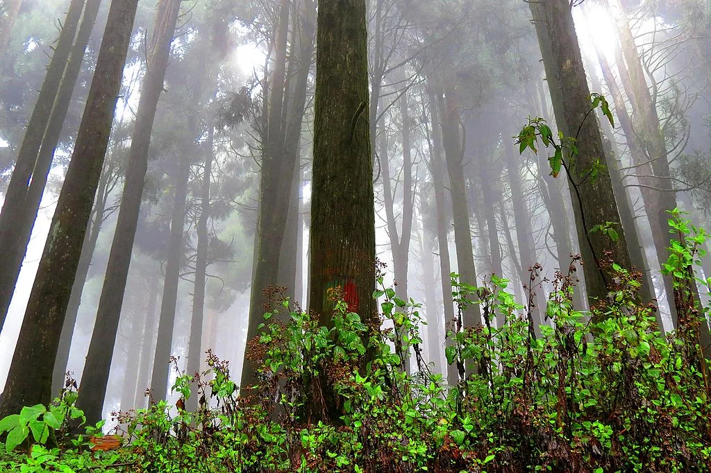 The lush greenery of Neora Valley