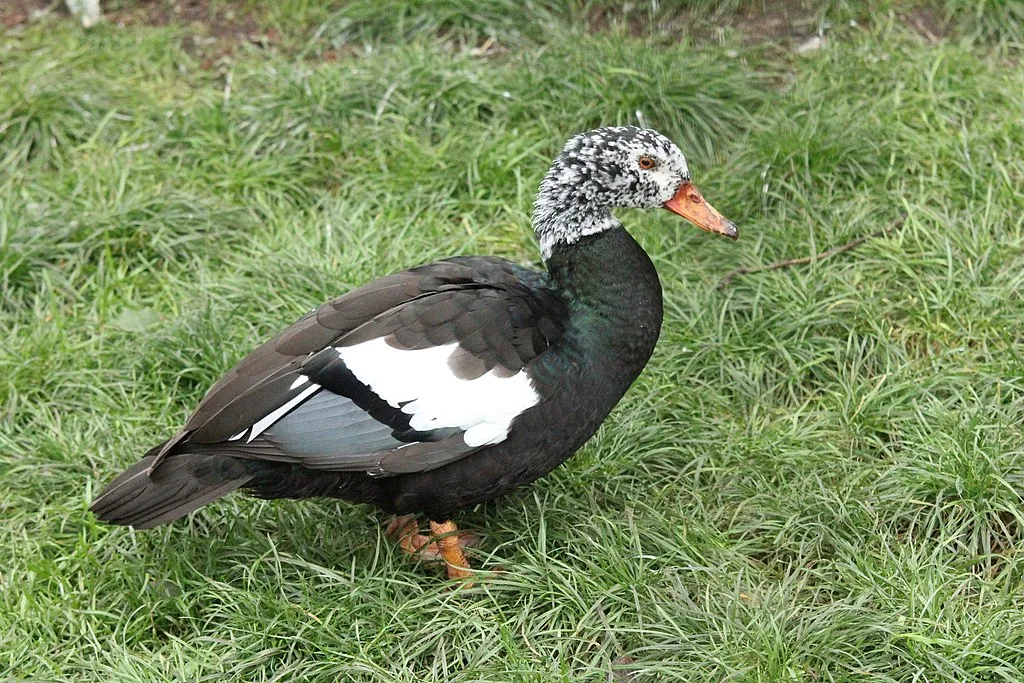 The rare White winged wood duck